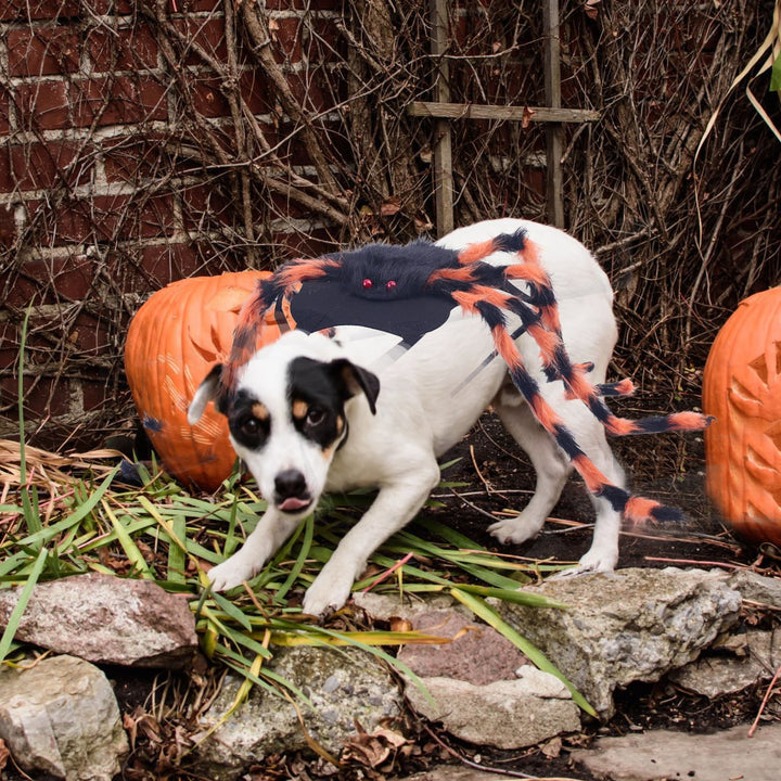 Dog Cat Spider Costume with Bendable Fuzzy Legs Adjustable Straps for Halloween Pet