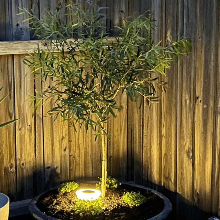 Solar-Powered Outdoor Garden Lights Rust-Proof Weather-Resistant